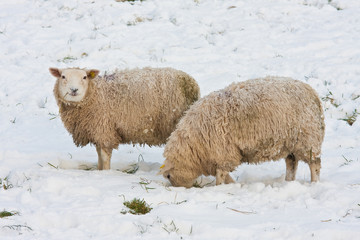 Sheep in Dutch wintertime, searching for grass under the snow