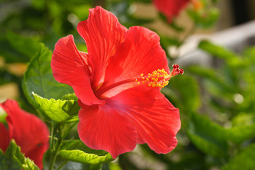 Beautiful red hibiscus flower - obrazy, fototapety, plakaty