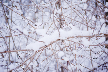snowy winter