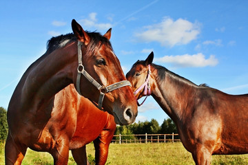 Two horses in enclosure