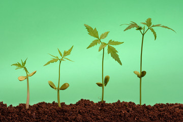 A row of plants growing from soil