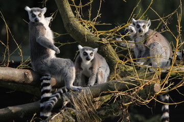 Katta-Gruppe in einem Baum
