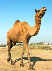 a camel on safari - desert