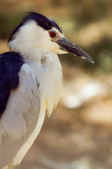 Bihoreau gris héron oiseau rivière pêcheur affût