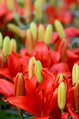 Red Lilly flowers