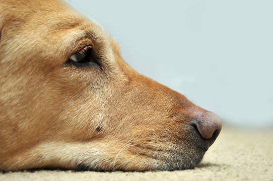 Sad Yellow Lab Laying On Carpet