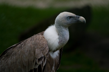 Gänse Geier