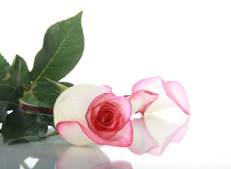 Fototapeta premium Rose and petal on mirror surface