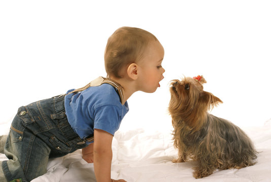 Little Baby Boy With Yorkie