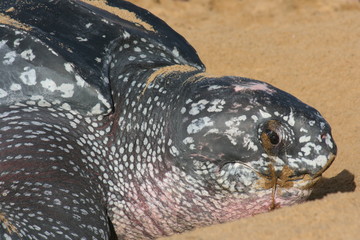 Naklejka premium Tortue luth