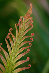 Beautiful cycad leaf for backgrounds