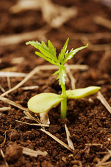 Plant growing from soil