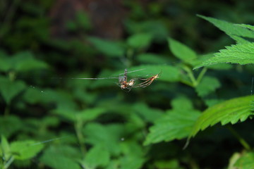 Spinne