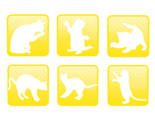 Espressione di gatti