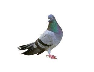 Pigeon isolated