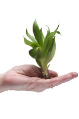 Green plant on hand on white background