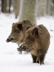 Wildschweine