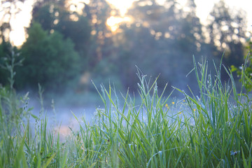 Dawn in the foggy morning