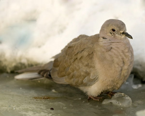 Streptopelia decaocto