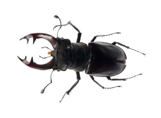 beetle deer, (Lucanus cervus L). (isolated)