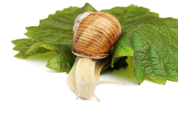Snail on a green vine sheet. (Helix aspersa)