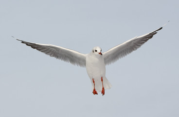 Möwe im Flug