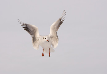Möwe im Flug