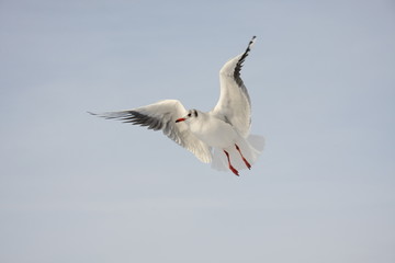 Naklejka premium Möwe im Flug