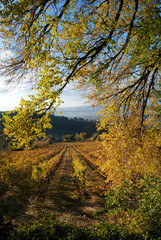 Vigna in collina