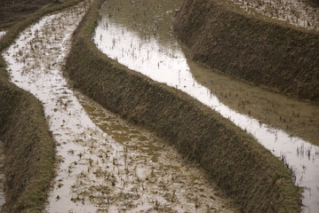 Terraced Fields, Sa Pa, Vietnam