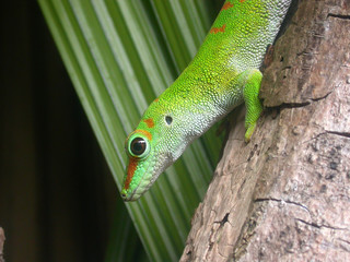 Gecko Profil @mauritius