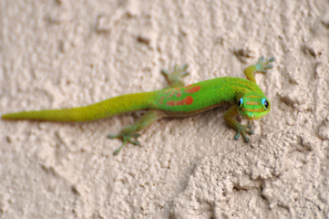 Gecko @Big Island