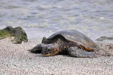 grüne Meeresschildkröte @hawaii