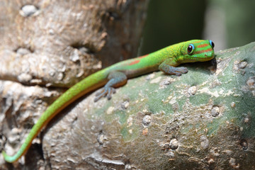 gecko auf kaktus ganz@hawaii
