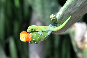 Gecko auf kaktusblüte@Hawaii