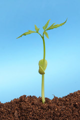 Plant growing from soil