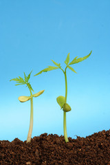 Plants growing from soil