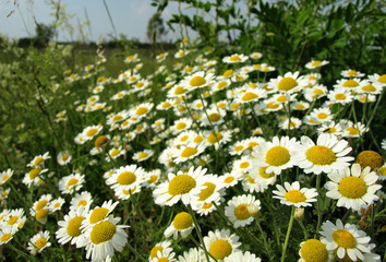 Fototapeta premium Sunshine daisies