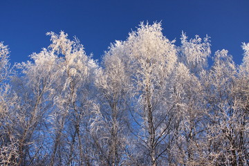 Obraz na płótnie Canvas trees in winter forest
