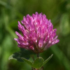 Rotklee (trifolium pratense)
