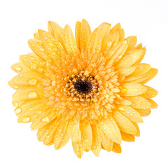 Macro of yellow daisy-gerbera head isolated on white