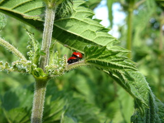 Obraz premium Marienkäfer