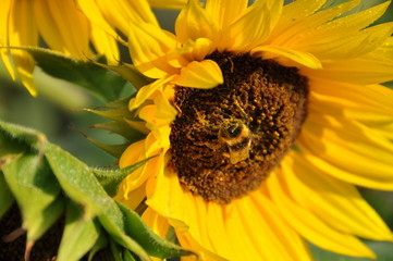 Hummel auf Nahrungssuche