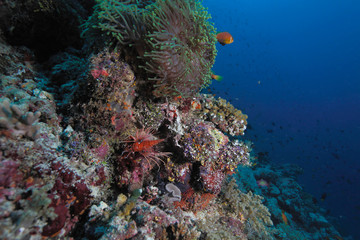Fototapeta na wymiar Maldive anemonefish (nigripes Amphiprion) w ukwiału