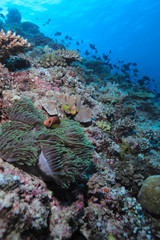 Maldive anemonefish (Amphiprion nigripes) in a sea anemone