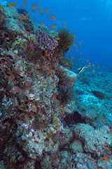 The moorish idol (Zanclus cornutus) near coral wall