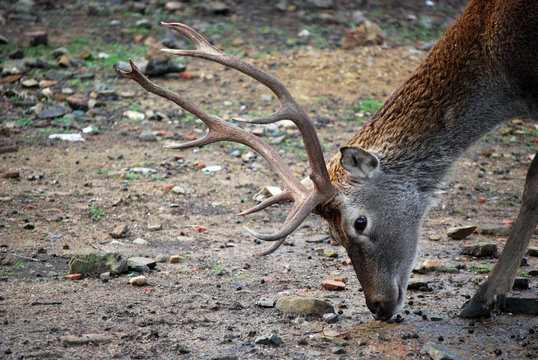 ciervo comiendo