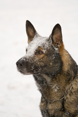 German Sheepdog