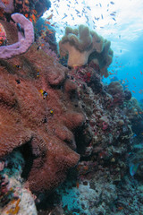 Yellowtail clownfish (Amphiprion clarkii) with sea anemone