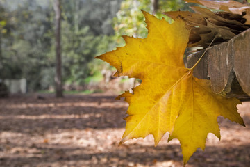 Hoja en un Parque